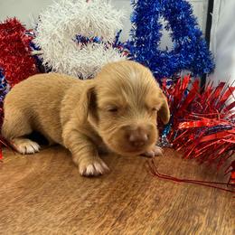 MWM2 cream or red - Cream male Dachshund puppy in Carthage, Texas from Rafter C Ranch Doxies