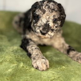 Aurora - Blue merle female Aussiedoodle puppy in Monroe, North Carolina from The Klepper Homestead