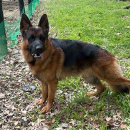 Enzo - German Shepherd