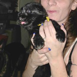 Yellow - Black female German Shepherd puppy in Roy, Washington from Diwaids Working German Shepherd Dogs