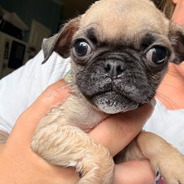 Breeze - Fawn male Pug puppy in Smiths Station, Alabama from Magnolia Pugs