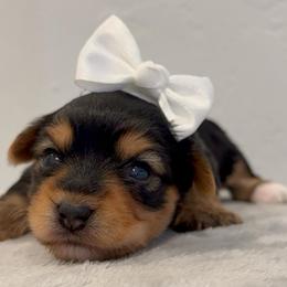 Liberty - Black and gold female Yorkshire Terrier puppy in Los Angeles, California from 818 Yorkies