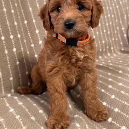 Orange Girl 1 - Cream female Goldendoodle puppy in Sacramento, California from Golden Heart Doodles