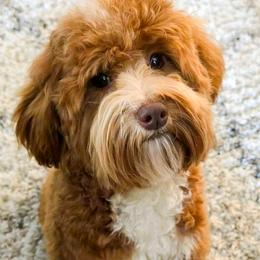 Noah - Goldendoodle