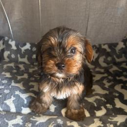 Dex - Chocolate, tan and white male Yorkshire Terrier puppy in Jacksonville, Florida from Lake Shore Yorkies