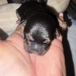 FENDI (pink) - Black and tan female Shih Tzu puppy in Escondido, California from CRUZ Canines's Shih Tzus