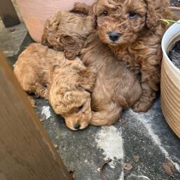 Maltipoo All Grown Up from Waffles puppies