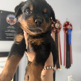 Girl 2 - Black and mahogany female Rottweiler puppy in Cleveland, Texas from Vom Haus Fantasy Rottweiler Kennel