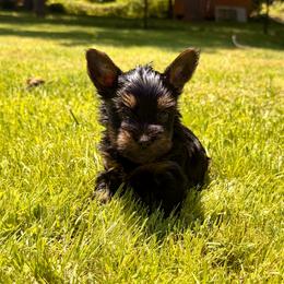 Yellow collar - Black and tan female Yorkshire Terrier puppy in Dallas, North Carolina from Yorkie Fever