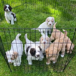 Australian Labradoodles from Kenmore Labradoodles