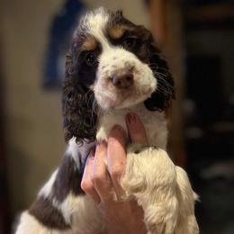 English Springer Spaniel Puppies from Enos Ranch Springer Spaniels
