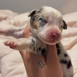 Stella AKC - Blue merle female Australian Shepherd puppy in Polk City, Florida from Skaky Shepherds