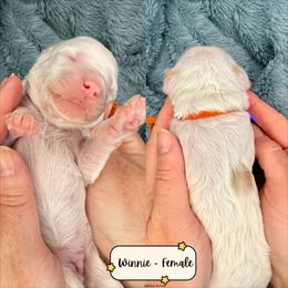 Winnie - Cream female Australian Labradoodle puppy in Citrus Heights, California from Elite Blend Labradoodles