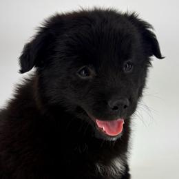 Jasper - Black male Miniature Australian Shepherd puppy in Smithville, Arkansas from Cooper Creek Aussies