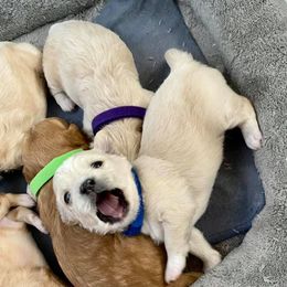 Shihpoos and Shih Tzus from Noel’s Little Shitz