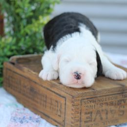 Bernedoodles and Sheepadoodles from Cooper Creek Puppies