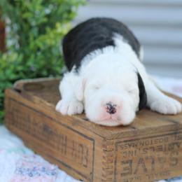 Bernedoodles and Sheepadoodles from Cooper Creek Puppies