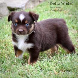 Betta White - Red tri female Miniature Australian Shepherd puppy in Evant, Texas from Lazy VT Bar Ranch