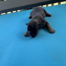 Marie - Chocolate female Cavapoo puppy in St. Louis, Missouri from Sweet Snuggles Cavapoos