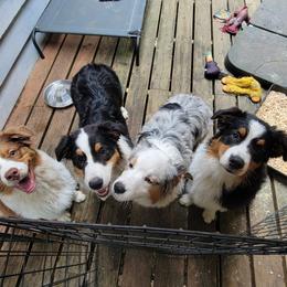 Australian Shepherd Puppies from Cornerstone Australian Shepherds
