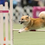 Icelandic Sheepdog All Grown Up from Lukehaven Icelandic Sheepdogs