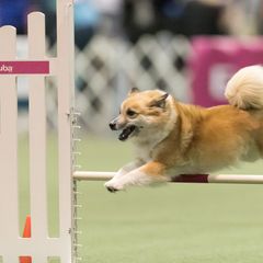 Icelandic Sheepdog All Grown Up from Lukehaven Icelandic Sheepdogs