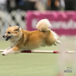 Icelandic Sheepdog All Grown Up from Lukehaven Icelandic Sheepdogs