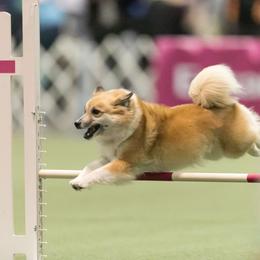 Icelandic Sheepdog All Grown Up from Lukehaven Icelandic Sheepdogs