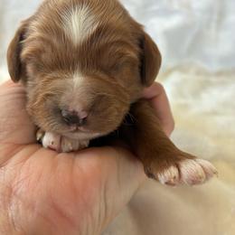 Storm - Apricot male Cavapoo puppy in Adrian, Oregon from ApplebyFarm