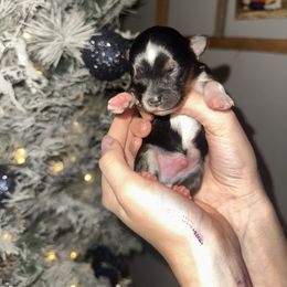 Boy 3 - Black and tan male Yorkshire Terrier puppy in Grant Town, West Virginia from Lauren's Yorkshire Terriers