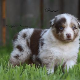 Charm - Red merle male Australian Shepherd puppy in Ceres, California from Knight's Aussies