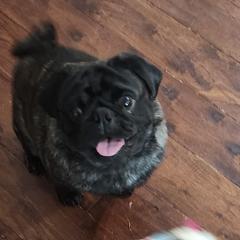 Fella - Pug