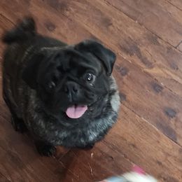 Fella - Pug
