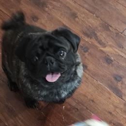 Fella - Pug