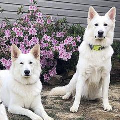 Berger Blanc Suisses from Wolf Lake White Swiss Shepherds