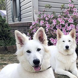 Berger Blanc Suisses from Wolf Lake White Swiss Shepherds