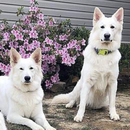 Berger Blanc Suisses from Wolf Lake White Swiss Shepherds