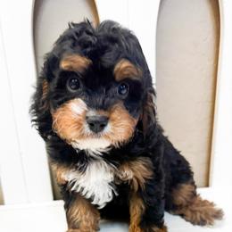 Peanut - Tri-color male Cavapoo puppy in Peoria, Arizona from Cactus Doods
