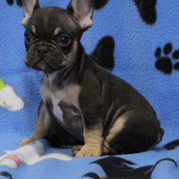 Chocolate and Tan Male - Tricolors male French Bulldog puppy in Tyler, Texas from Texas Top Notch Frechies
