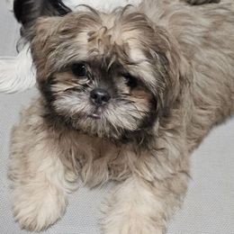 Cindy - Blue female Shih Tzu puppy in Victorville, California from RUMBLE n TUMBLE