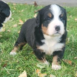 Betsy - Black rust and white female Bernese Mountain Dog puppy in Auburn, Indiana from Swamp Creek Berners