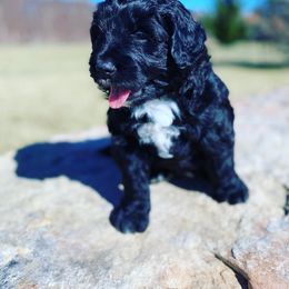 Aussiedoodle, Bernedoodle, and Goldendoodle Puppies from Elle and Oak Farms
