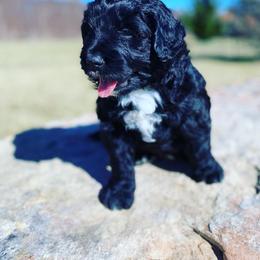 Aussiedoodle, Bernedoodle, and Goldendoodle Puppies from Elle and Oak Farms