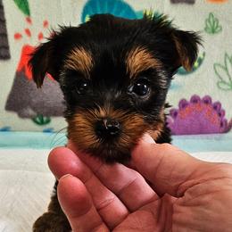 Romeo - Blue and gold male Yorkshire Terrier puppy in Dayton, Ohio from Little Yorkie Babies