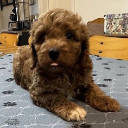 Ford - Buff and white male Cockapoo puppy in Sheridan, Missouri from Shepherdsfold’s Cockapoos