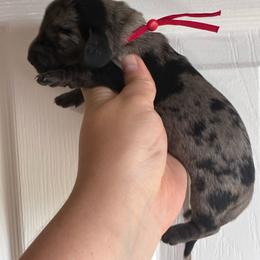 Allison - Dapple female Dachshund puppy in Springfield, Tennessee from Savannah’s Doxie Palace