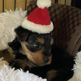 Yorkshire Terrier Puppies from The Yorkie House