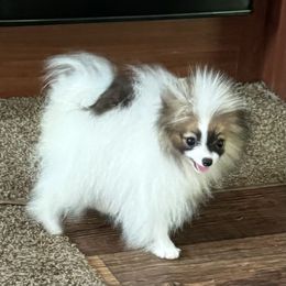 Bogey - Orange parti Pomeranian puppy in Zionville, North Carolina from Shaner Poms