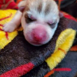 Paprika (pink) - Red and white female Siberian Husky puppy in Elk River, Minnesota from Naturez Siberians