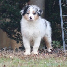 Australian Shepherd Puppies from RxAussies